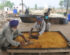 amritsartimes.live